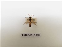 藏品(中華長腳蜂)的圖片